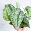Silver Pothos by 3OUD