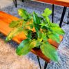 Green Syngonium by 3OUD