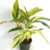 Variegated Alpinia by 3oud