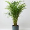 Areca palm by 3OUD