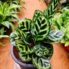 Calathea Peacock by 3OUD