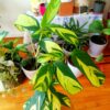 Ctenanthe Golden Mosaic by 3OUD