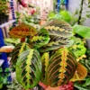 Maranta
