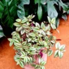 Tradescantia by 3OUD