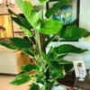 Giant golden Pothos by 3OUD