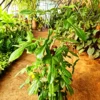 Horsehead Philodendron by 3OUD