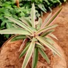 Tradescantia Tricolor by 3OUD