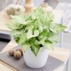 ArrowHead Syngonium by 3OUD