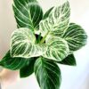 Philodendron Birkin by 3OUD