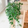 Hoya by 3OUD