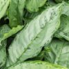 Aglaonema Freeman BY 3OUD