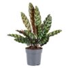 CALATHEA RATTLESNAKE BY 3OUD
