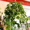 grape ivy by 3OUD