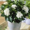 Gardenia by 3OUD