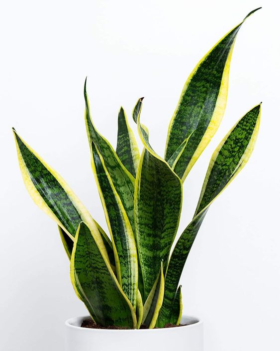 Snake Plant - 3OUD PlantHouse
