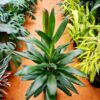Cordyline Glauca by 3OUD