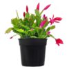 Christmas Cactus by 3OUD