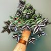 Tradescantia Zebrina by 3OUD
