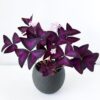 Oxalis by 3OUD
