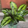 Beauty Star by 3OUD
