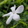 Jasmine