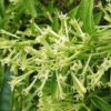 Night Blooming Jasmine
