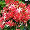 Rangoon Creeper by 3OUD