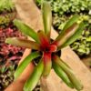 Guzmania by 3OUD