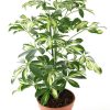 Schefflera by 3OUD