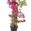 Pink Bougainvillea BY 3oud