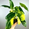 Variegated Burle Marx Philodendron by 3OUD