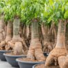 Money tree by 3OUD