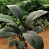 peace lily sensation by 3oud