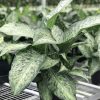 dieffenbachia memoria corsii by 3oud