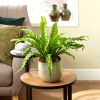Bird's Nest Fern
