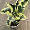 Croton Tamara by 3OUD
