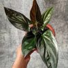 Red arrow syngonium by 3OUD