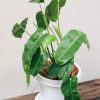 Burle Marx philodendron by 3OUD