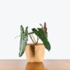 Philodendron Billietiae by 3OUD