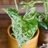 Syngonium Mojito by 3OUD