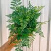 Rabbit's foot fern by 3OUD