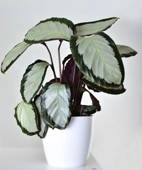 Calathea Corona by 3oud