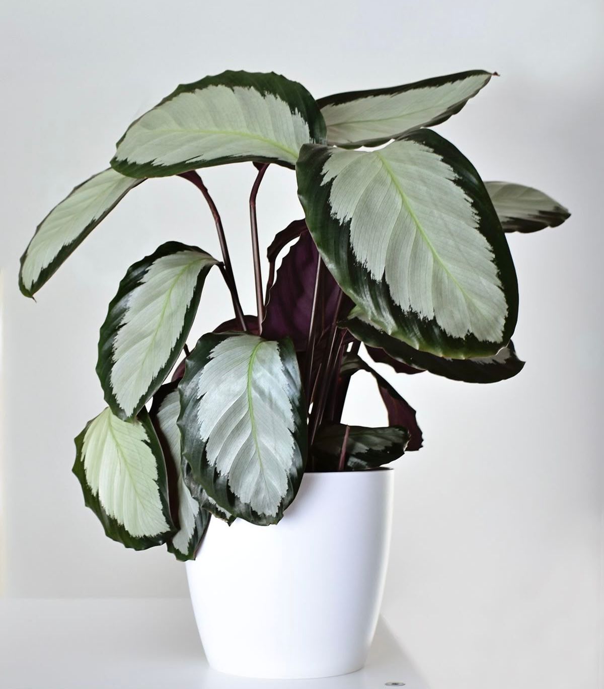 Calathea Corona by 3oud