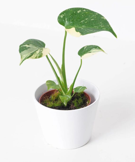 Monstera Thai by 3oud