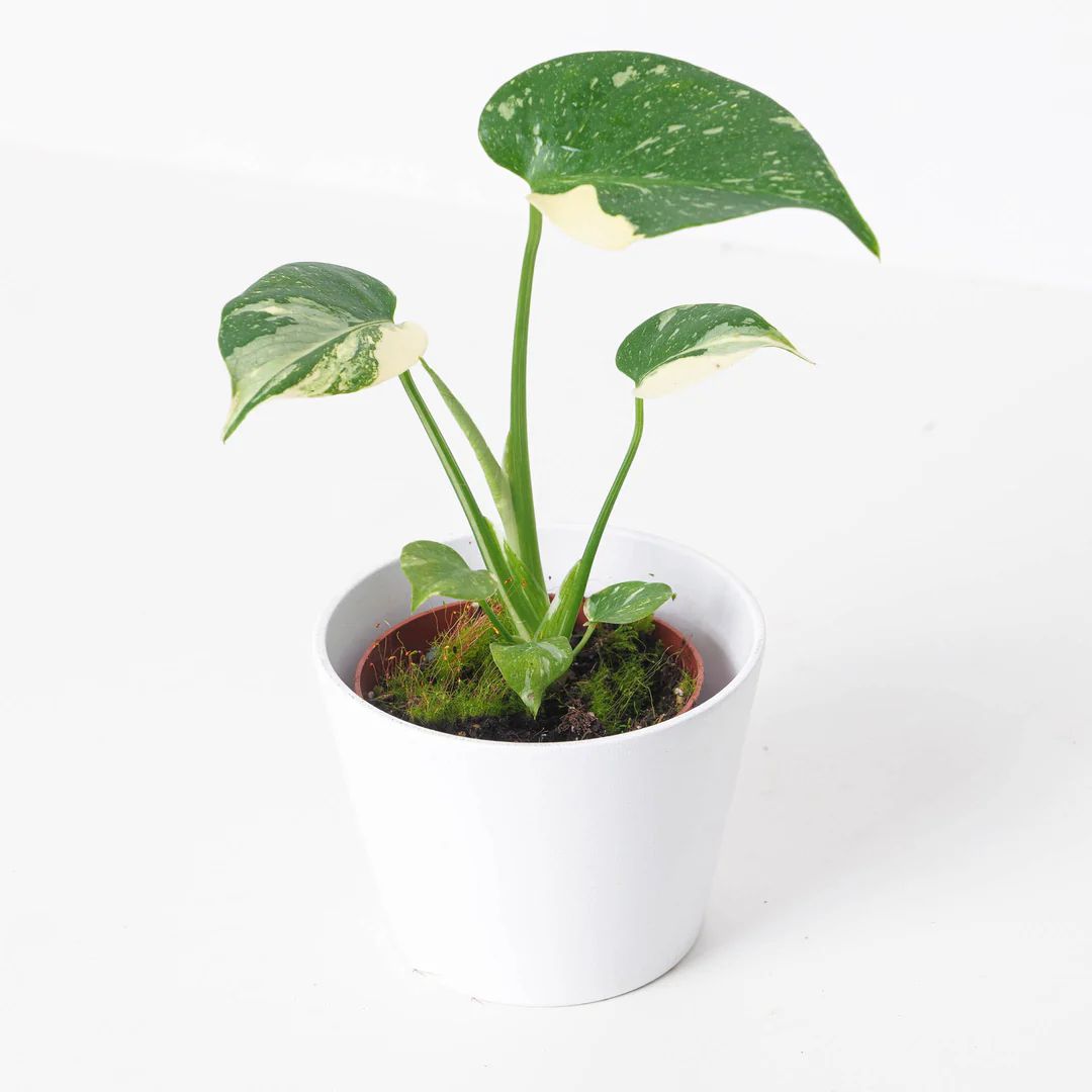 Monstera Thai by 3oud