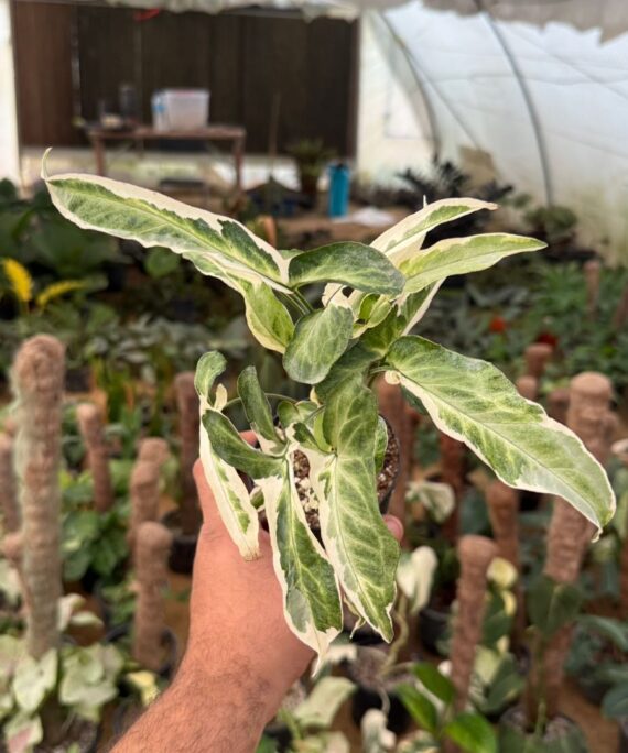 Starlite syngonium by 3oud