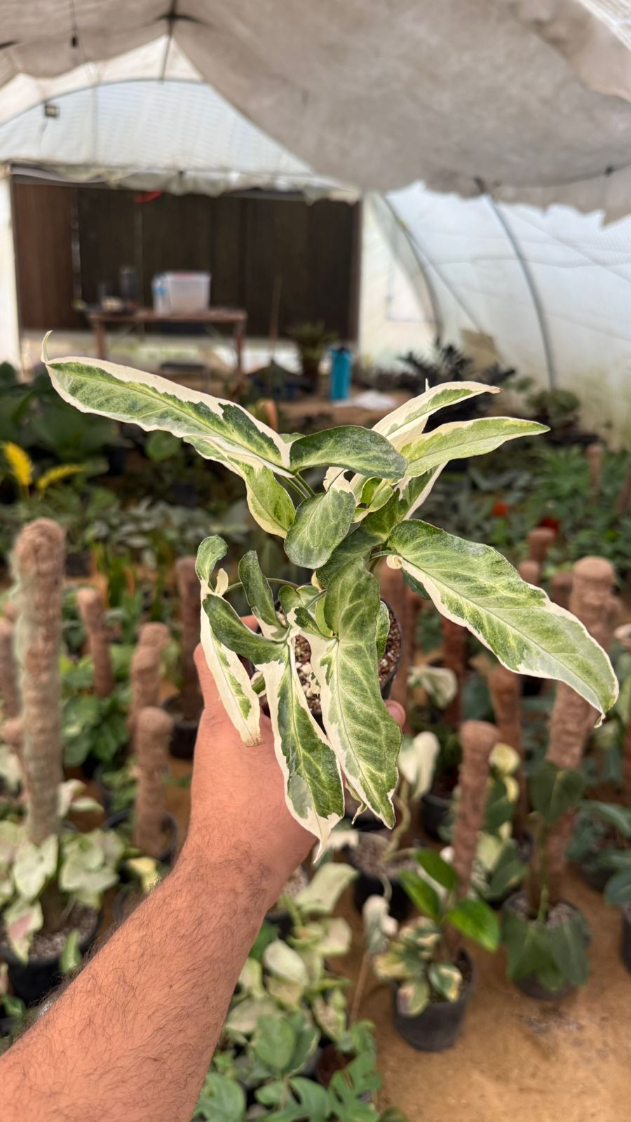 Starlite syngonium by 3oud