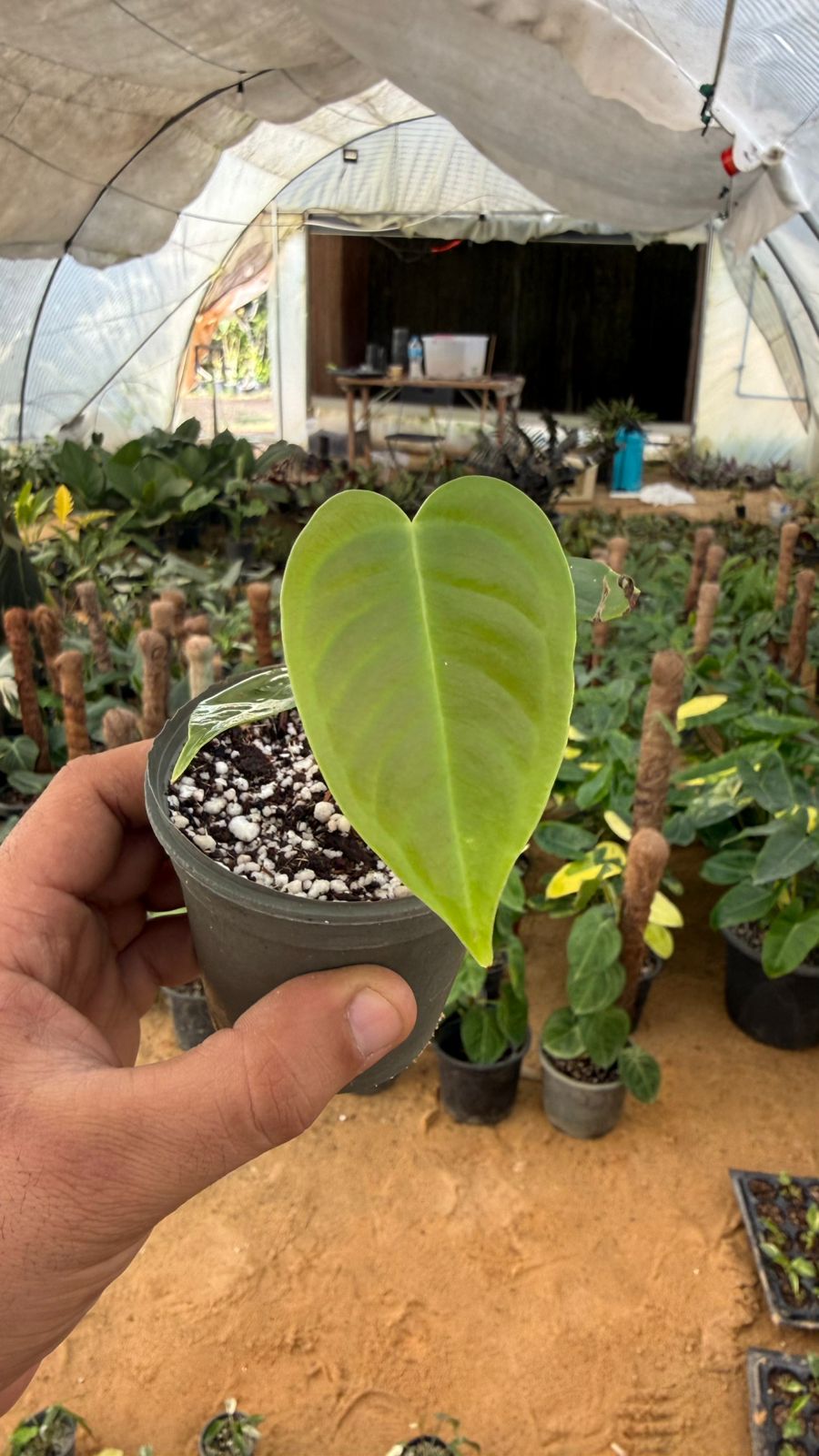 anthurium veitchii by 3oud