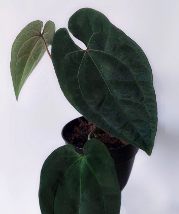 anthurium ace of spades by 3oud