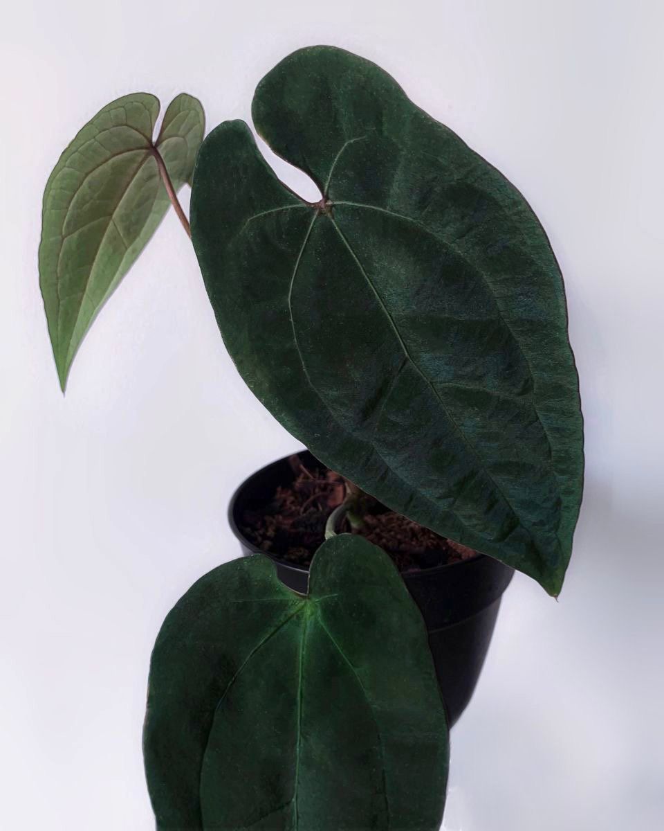 anthurium ace of spades by 3oud